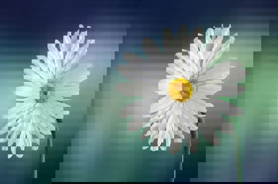 Sommerblomster