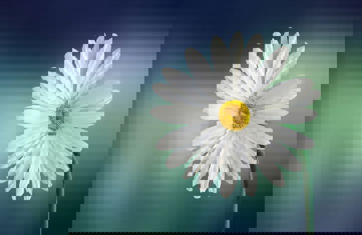Sommerblomster Sommerblomster