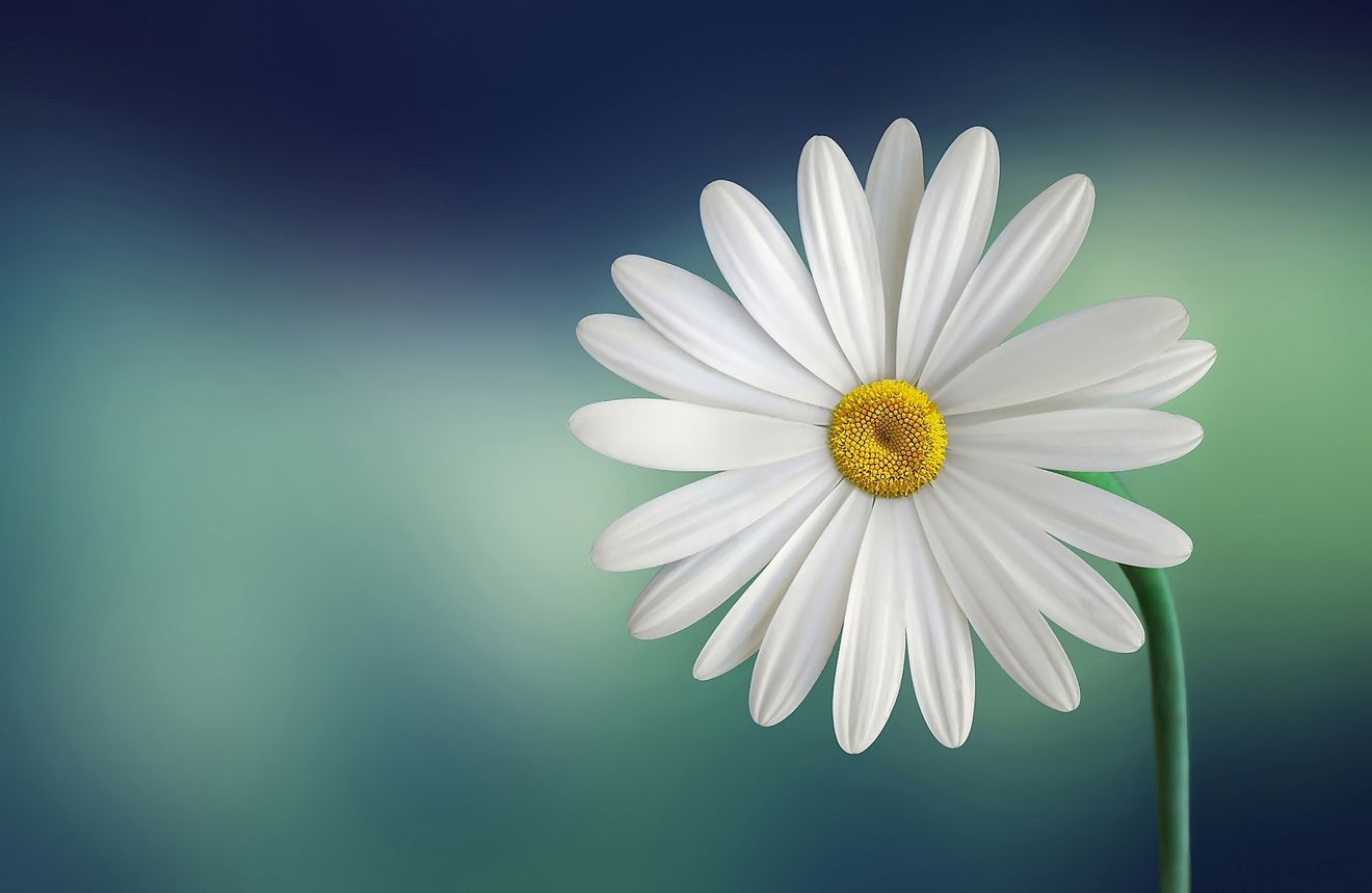 Sommerblomster Sommerblomster
